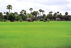 空もどんよりし、 稲は高温多湿の天気のもとでよく育つ。