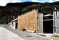 （写真3）那久（下那久）（地域Ⅱ）海岸の風やしぶきを防ぐ施設、“竹壁”と“板壁”の一部。2005年10月22日撮影。