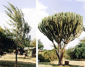 （写真1）大地溝帯内の低地の乾燥植生。（左）モクマオウの偏形樹、グレード1。（右）ユーフォルビア・インゲンス。 カリアンドゥシ先史遺跡付近にて　1998年9月5日、吉野撮影