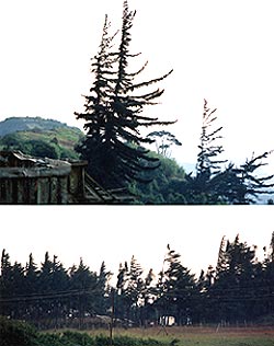 （写真3）上記の眺望台近くの偏形樹群。 1998年9月4日、吉野撮影