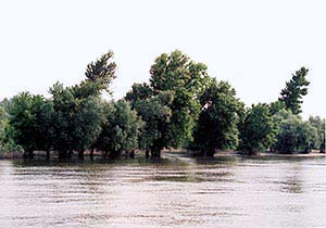 （写真1）ドナウ河口付近、ブライラ対岸の中州に見られるポプラの偏形樹。東風で、偏形度2-3になっている。