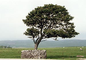 （写真2）牧場の中に残る孤立した偏形樹。根本は牛の食害を防ぐため石垣で囲まれている。 1988年8月6日吉野撮影©