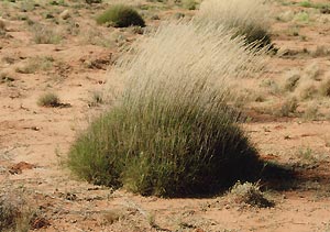 （写真1）乾燥地域における分布限界付近の草の生活形。 南オーストラリア沙漠の南東部にて　1988年8月16日吉野撮影©