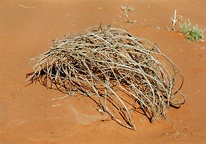 （写真2）沙漠で卓越風（画面で右下から左上に吹く）に身をまかせて一生を終えた草。この後まだ仕事をする。枯れた茎がボール状の籠のようになり、風にころがされながら、自分の種子をまいてゆく。 （写真1）の近くで吉野撮影©