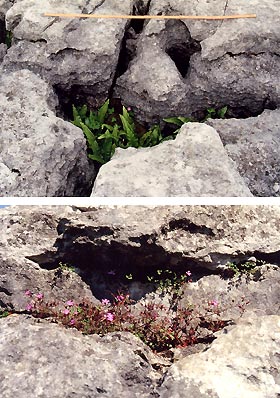（写真3）石灰岩の中の割れ目に沿って侵食が進み、僅かの土がたまり、そこに植物が生育する。植物は、風が作りだした割れ目の微気候をたよりに生きて行く。 （上）シダのなかま。（下）可憐な花。 イギリス、ヨークシャにて　1988年8月1日、吉野撮影©