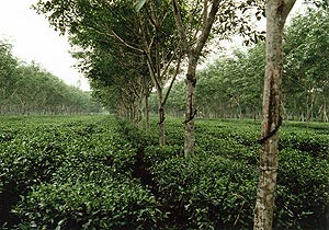 （写真1）中国の海南島黄竹農場におけるチャ畑と1列のゴムの樹による多層栽培。