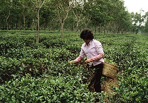 　（写真2）同じ、黄竹農場における茶摘。