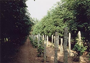 （写真4）海南島北部の宝島農場におけるコショウ（石の支柱）栽培。 以上、写真1～4、いずれも1984年12月、吉野撮影©
