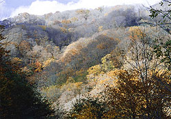 （写真1）冬は山からやってくる。尾根近くの樹々の葉は枯れ、風で落とされ、冬景色。山麓は紅葉が残る。