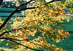 （写真2）逆光に映える薄黄色のイロハカエデ。バックの緑は牧草の畑。秋の深まりを待つ。