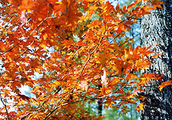 （写真4）紅葉の段階のハウチワカエデ。すぐ横でも、個体差、微地形による風・気温の差などにより、（写真3）との違いを見る。 いずれも、吉野撮影