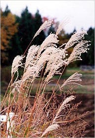 風になびく尾花。 茎も葉も枯れて、冬を待つばかり。 吉野撮影©