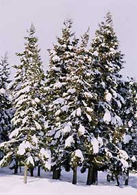 （写真2）スギの樹の枝にのった雪。2005年12月27日、雫石にて。