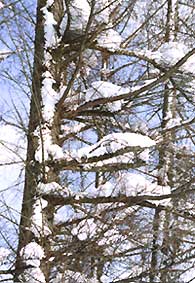 （写真3）カラマツ（落葉松）の枝に残った雪と、主幹に残る着雪。2005年12月27日、雫石にて。