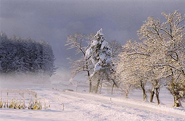（写真4）厳冬の朝の雪景色。右から、樹全体に雪の華が咲いたような落葉広葉樹、べったりとした雪のクリームを被る常緑針葉樹、細い筆で描き込んだような落葉針葉樹の林など。地面上3‐4ｍまで薄い霧が、放射冷却によって発生している。2003年1月6日、雫石にて。