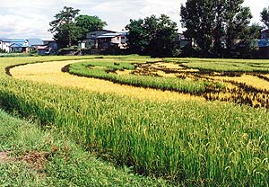 （写真2）風神を地上間近かで見たところ。どこがどこの部分かわからないほどだが、黄色で大きく円を画くところは風神のかつぐ風袋の部分、写真中央で黄色と黒が入り混じるところは風神の顔の部分 以上、写真1～2、いずれも2006年9月2日 吉野撮影©