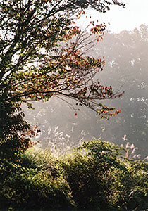 （写真1）色つき始めたサクラの枝、ススキの穂、陽がのぼって朝霧は消えてゆき遠くの森が現れる。