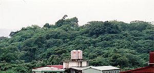 （写真2）台北市内の丘の上には弱いながら偏形樹がみられる。画面で左から右に吹く。 以上、いずれも、2006年11月1日吉野撮影©