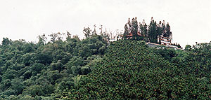 （写真3）日月潭の西側の山上の偏形樹、一部は梢が枯れ、酸性雨の影響を疑わせる。 2006年11月4日吉野撮影©