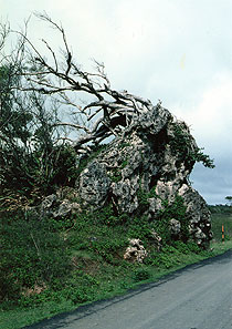 （写真4）台湾最南端の台地上、社頂の偏形樹。 1989年3月28日吉野撮影©