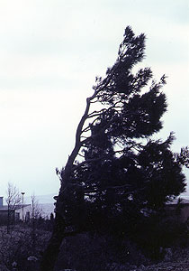 （写真1）アドリア海岸、カルロバーグのクロマツ。40年前のポジスライドから起こしたのですでに変色しているが、かえって、シルエットで形がよくわかる。左下遠方には、落葉広葉樹の偏形樹が見える。 1968年3月14日、吉野撮影©