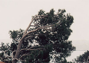 （2）同じ樹の上部3分の１で、幹の風上側には枝は全くない。  いずれも1988年4月30日、吉野撮影©