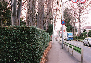 （写真1）武蔵野の防風屋敷林。東京西郊の小平市にて 。 2006年12月19日吉野撮影©