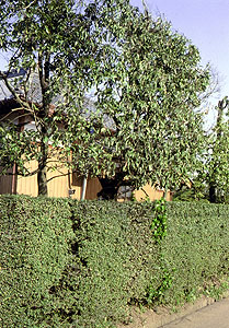 （写真2）2層の防風垣。高い方はシラカシ、低い方はイヌツゲ。つくば市にて。 1987年5月 吉野撮影©