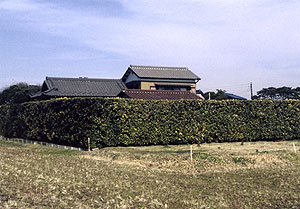 （写真3）見事なマサキの防風垣。千葉県木更津市にて。 2003年1月 吉野撮影©