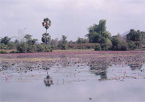 （写真1）アンコール・ワットの貯水池「西バライ」 2000年1月16日 吉野撮影©