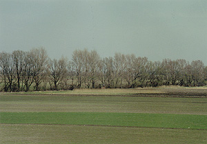 （写真1）ウィーン南東部の耕地防風林。春の気配がぼんやりとした空気で感じとれる。カシワなどの落葉広葉樹の芽立ちはまだ。ムギが、うすみどりにやっとなった。 1990年3月 吉野撮影©