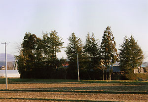 （写真2）岩手県盛岡市の南にある矢巾町の宅地防風林と防風垣に囲まれた家。 2007年1月6日 吉野撮影©