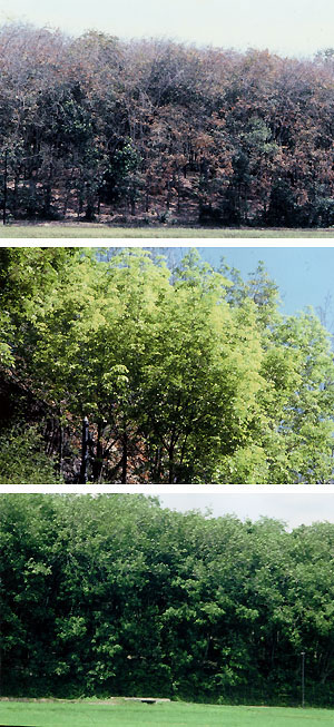（写真2）スリランカのコロンボ南東約８ｋｍ、ポルワッテカラのゴム園の季節変化、1981年。 （上）あたかも冬景色、ゴムの樹は葉を落としている。2月1日。 （中）新緑の候の景色。2月25日。 （下）緑は濃くなり、ゴムの樹は最成長の季節。7月4日。 いずれも吉野撮影©