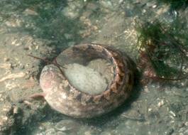 冬の海のおにぎり ギンポの産卵 生きもの歳時記 バイオウェザーサービス